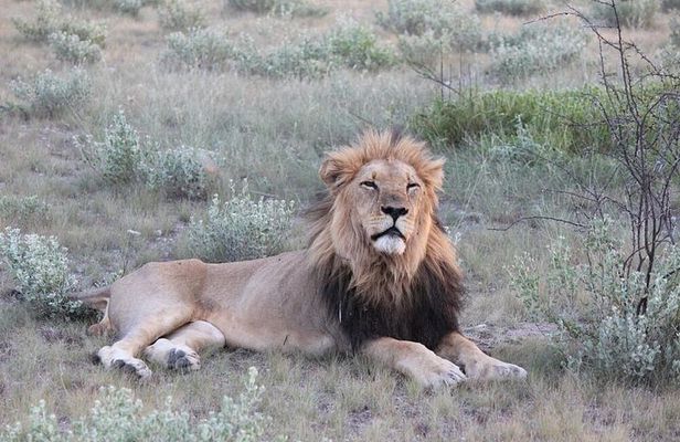 4 Days in Hide Safari Lodge Hwange National Park