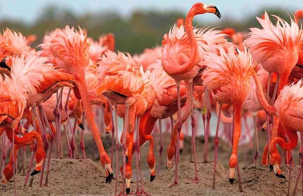 River Lizards and Las Coloradas - Flamencos and Crocodiles Safari plus