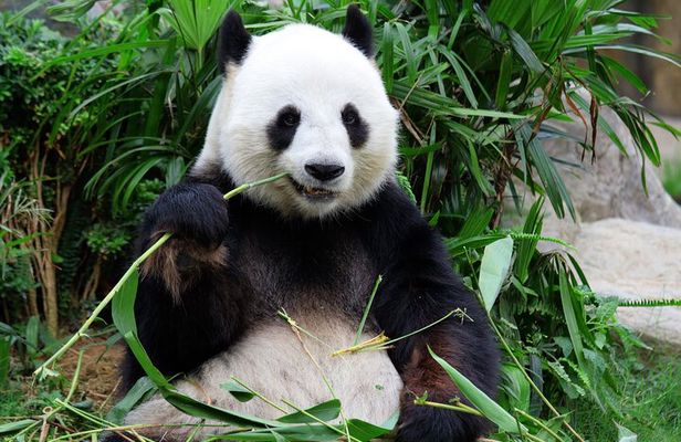 Chengdu Panda Base Tickets with Optional Private Tour Upgrade