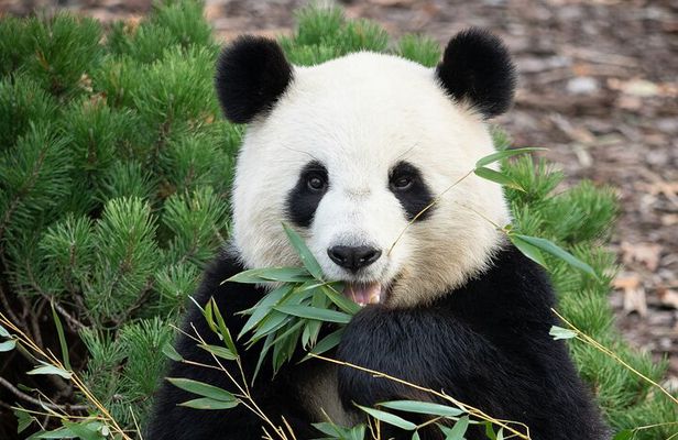 Private Chengdu Panda Half Day Tour Relaxed Pace