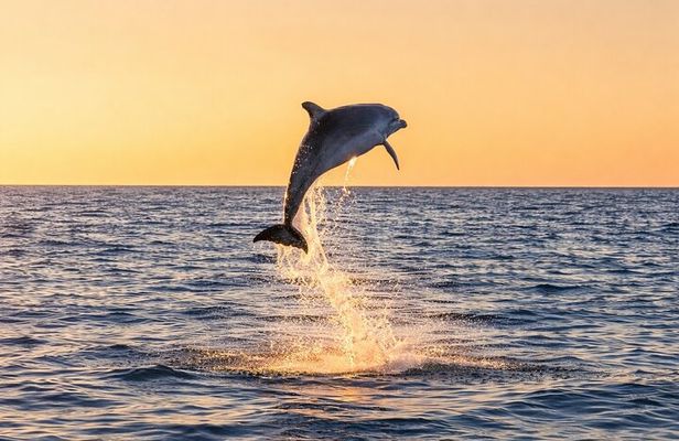 Sunset Dolphin Cruise in Panama City Beach 