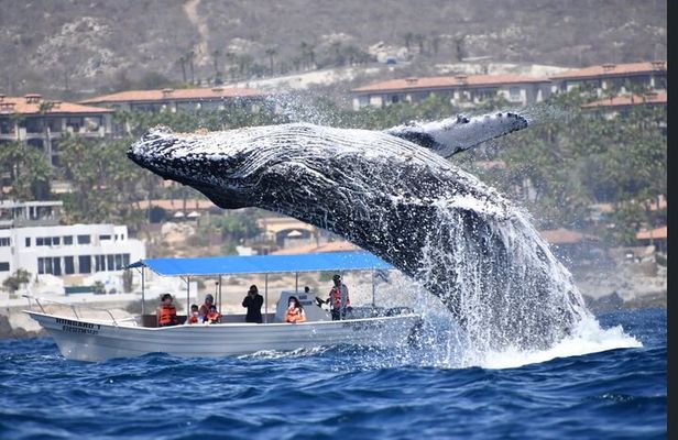 Whale Watching Cabo San Lucas