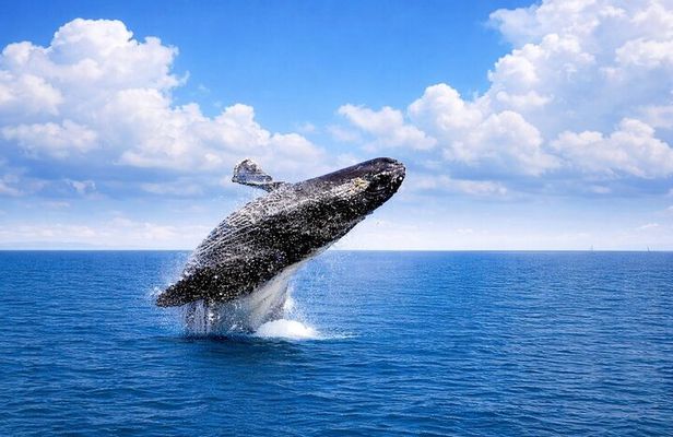 Samana Bay and Cayo Levantado Whale Watching Tour from Punta Cana