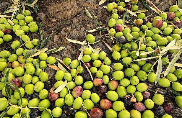 Olive Oil Tour: An experience to savor