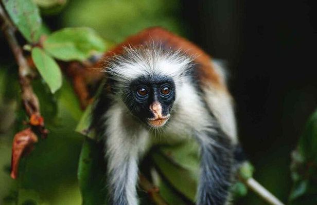 Jozani Forest, Salaam Cave and The Rock Restaurant in Zanzibar
