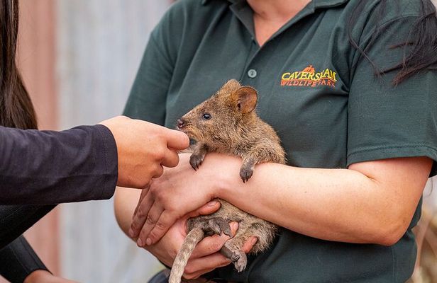 Private Tour: Full Day Wildlife Park and Swan Valley - from Perth