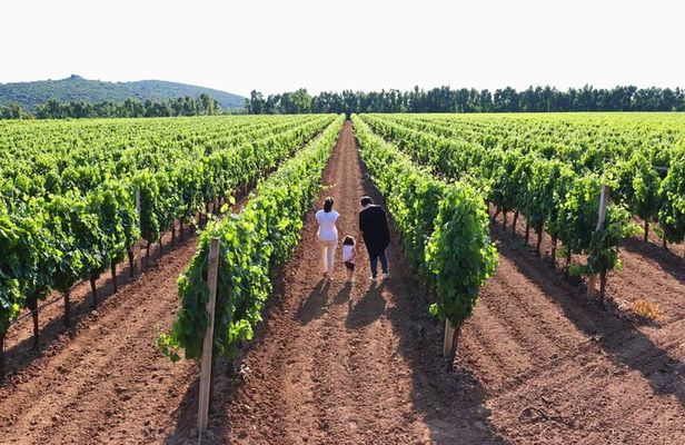 Alghero: guided tour of the winery with wine tasting