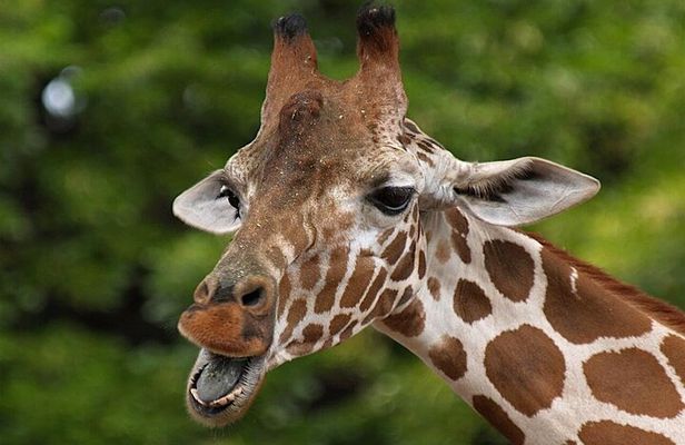  Giraffe Experience and Safari Wine Tour at Grapetown Vineyard 