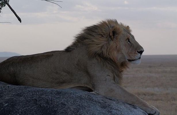 2-Day Tarangire & Ngorongoro Crater Safari