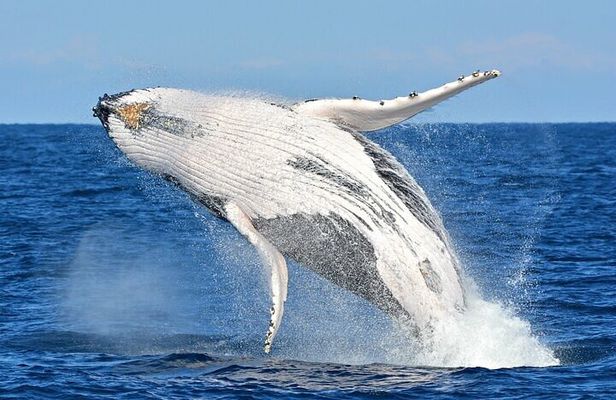 Hermanus Day Tour Whale Watching and Scenic Coastal Drive