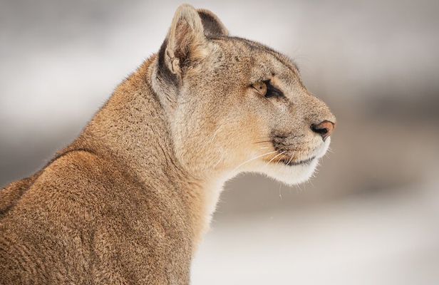 Sighting of Pumas Torres del Paine