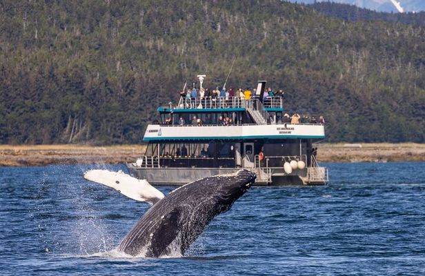 Juneau Whale Watch and Wildlife Quest