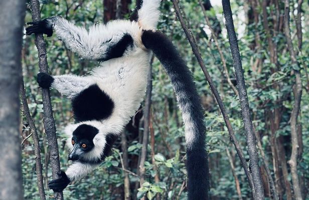 3 Days Andasibe Mantadia Private Tour