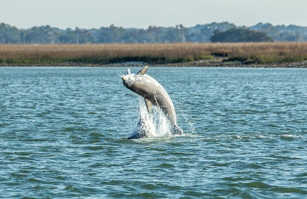 Dolphin Discovery Sunset Cruise