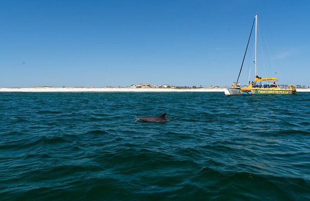 Dolphin Sightseeing Tour on Lazy Daze
