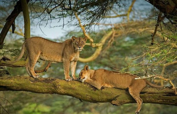 Half Day Tour To Lake Nakuru National Park From Nakuru