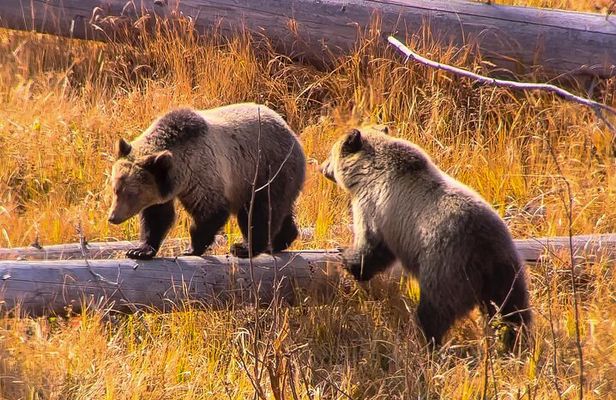 Private Yellowstone Wildlife Tour in the American Serengeti