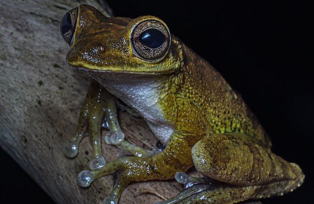 Manuel Antonio Night Walk Tour