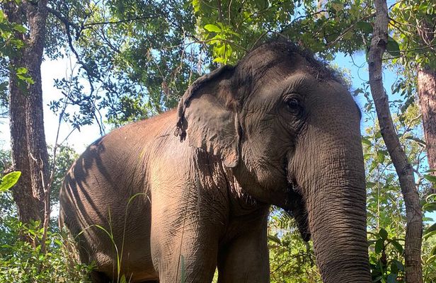 Care Elephants Chiangmai Half Day