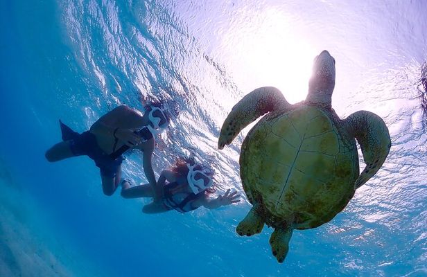 Miyakojima 《Encounter rate 100% ongoing》 [Sea Turtle & Clownfish Snorkeling] No additional fee｜Full refund guarantee｜1 year old OK｜Free rental and photography