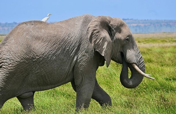 3 Day Amboseli Safari with Elephants and Kilimanjaro Views