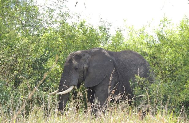 7 Days Midrange Safari with Big 5 and Primates
