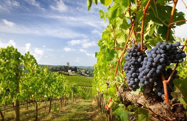 From Florence Tuscany Experience to Montepulciano and Montalcino