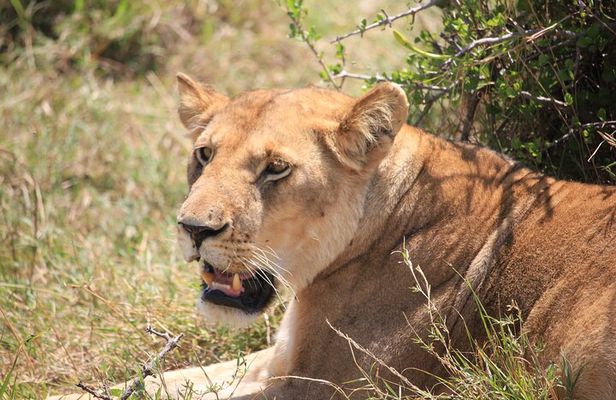 5Days Magical Wildlife Adventure