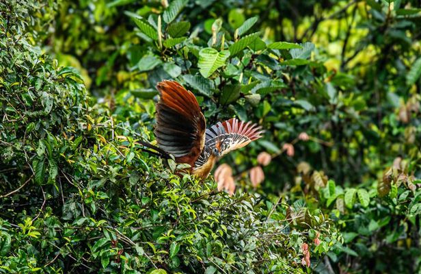 Amazon Wildlife Tours Lodge Stay 3days 2nights 