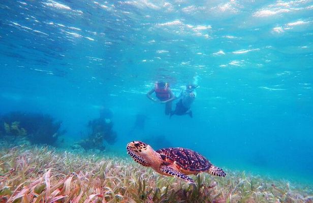 Snorkeling in Puerto Morelos