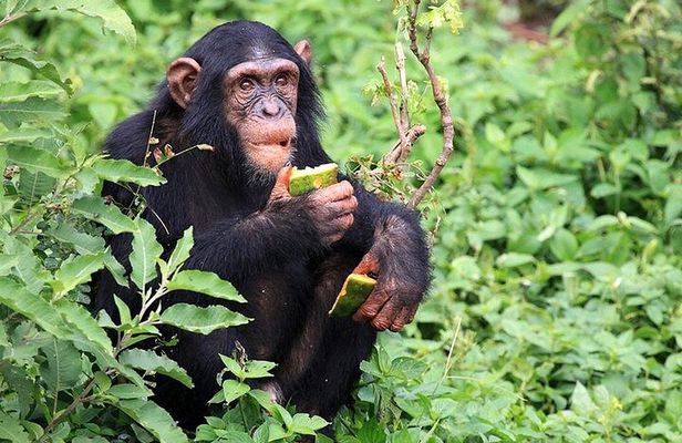 Gombe Chimpanzee Safari & Livingstone History | 4 Days
