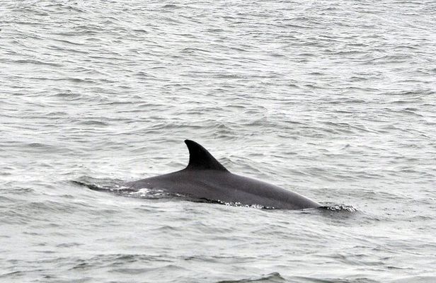 2 Hour Dolphin Watching Adventure in Calabash