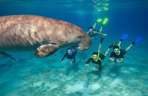 Swim with Turtles and Dugong Snorkeling at Marsa Mubarak Bay