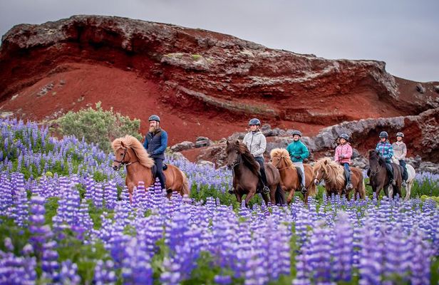 Icelandic Horseback Riding Tour from Reykjavik