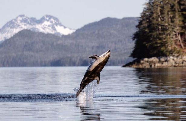 Sitka’s Best Local Whale Watching & Marine Wildlife Tour
