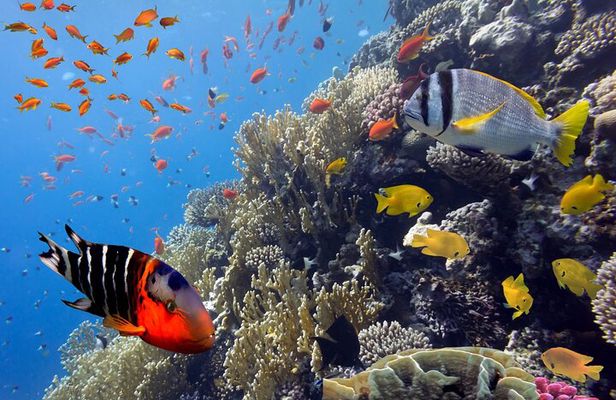 VIP Snorkeling Yacht Tour in Cancun and Isla Mujeres