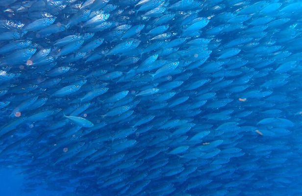 Scuba Diving Adventure Moalboal Sardine Run and Pescador Island