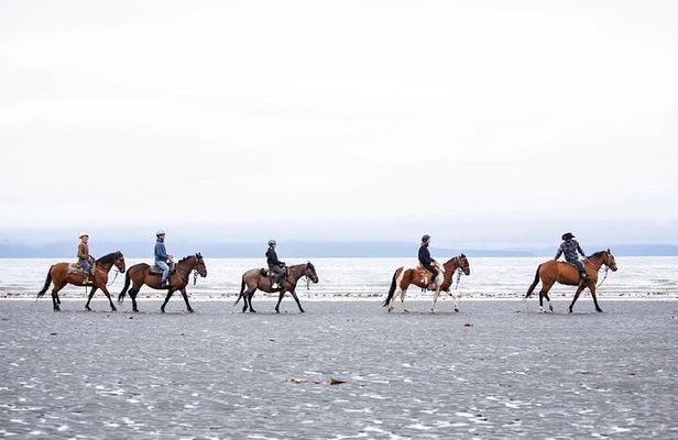 Beach Horse Riding Experience in Homer
