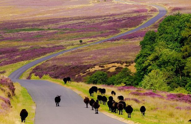 Afternoon Tour North York Moors National Park