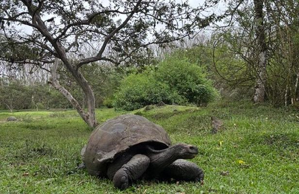  Santa Cruz Highlands Tour with Tortoise and Lava Tunnels