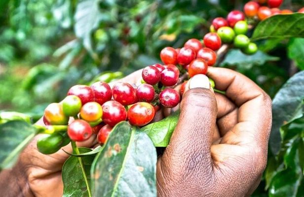 Tour to Fairview Coffee Farm With Coffee Tasting