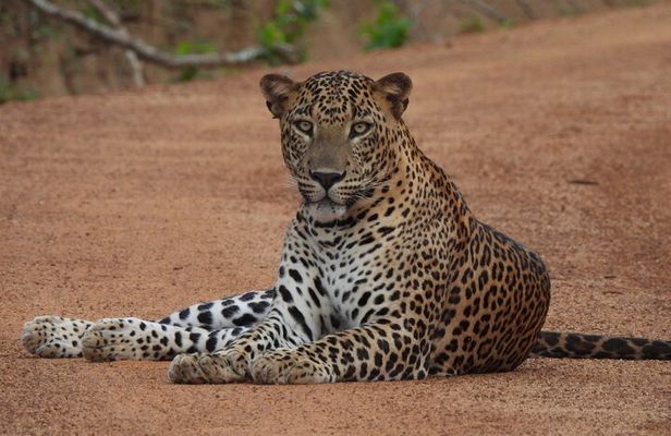 Yala National Park Half Day Safari - Ceylon Safari Tours