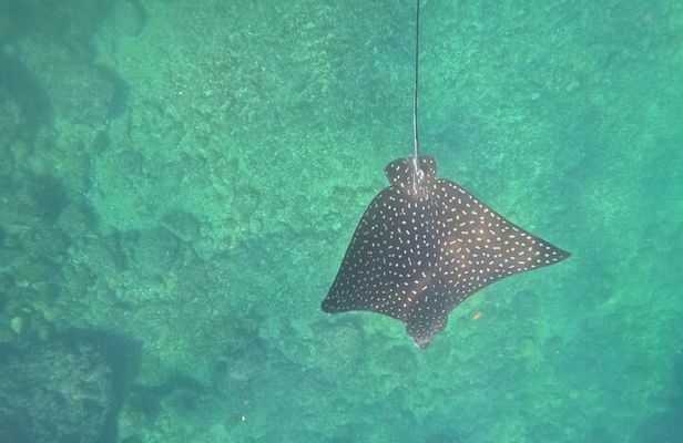 Snorkeling and boating to Los Arcos de Mismaloya Marine Sanctuary