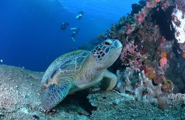 Beginner Scuba Diving Adventure Moalboal and Pescador Island