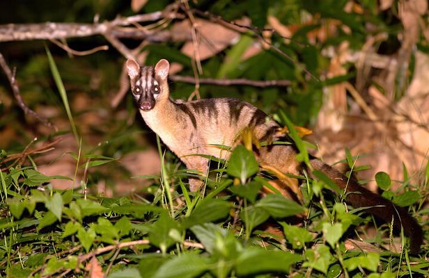 Tawau: 4D3N Maliau Basin Hiking Expedition