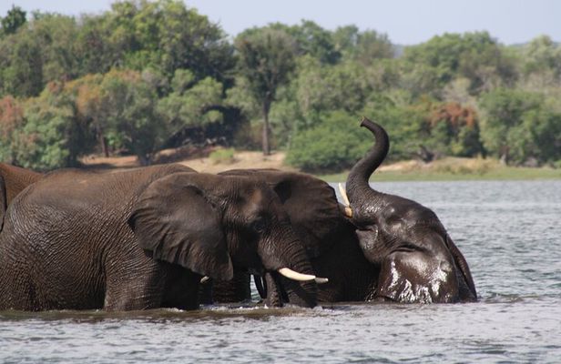 7 Day Zimbabwe Bostwana Safari