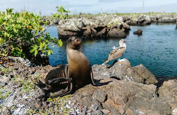  10 Day Galapagos Island Hopping - Full Galapagos Explorer