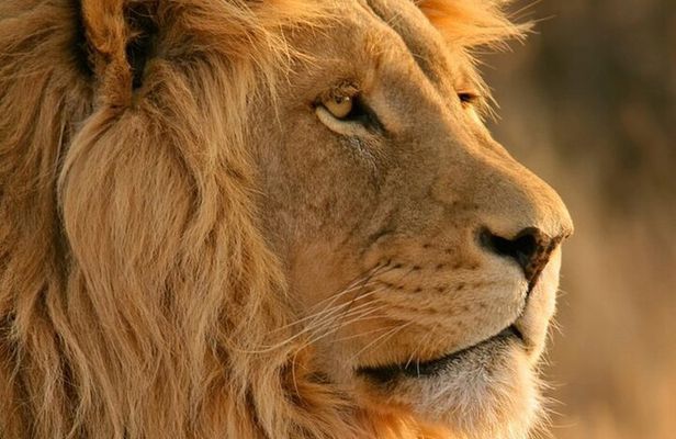 Aquila Big Five Safari Adventure Full Day Tour from Cape Town