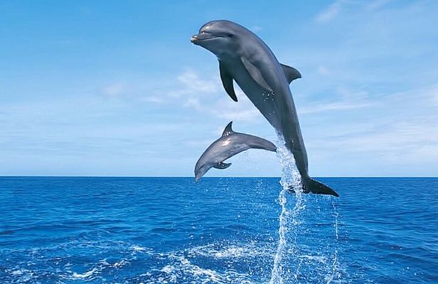 Hurghada Boat trip to Dolphin House and Snorkeling