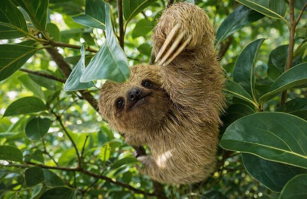 Sloth Watching , Coffee, Chocolate & waterfall Experience